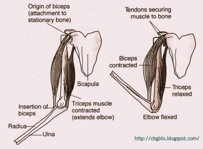 Arm bending (flexion): - When the biceps contracts, radius is pulled up. Flexion of the arm occurs when the triceps relaxes as biceps contract.