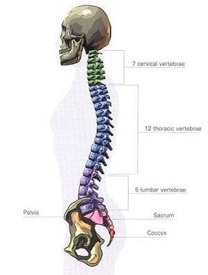 The skeleton can be divided into Axial skeleton Skull Vertebrae column (33) Cervical region (7) Thoracic region