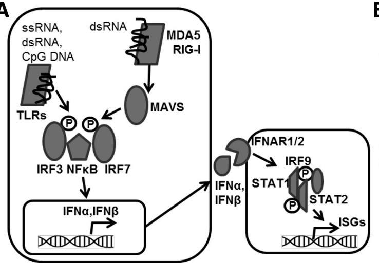 PRRPs: pattern recognition receptors Figure 2 Three members: RIG-1 (retinoic acid inducible gene 1)(also known as DDX58) i MDA-5 (melanoma differentiation