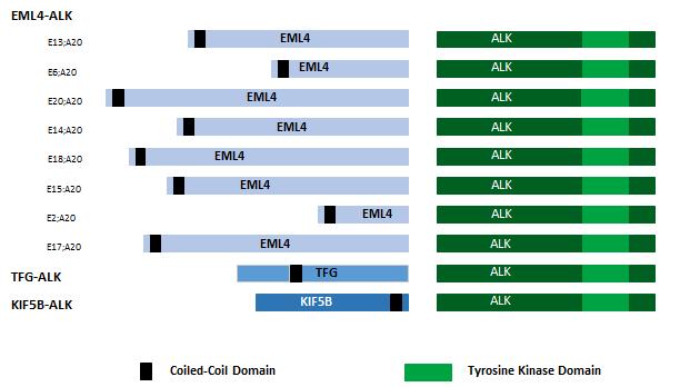 3. Detecting EML4-ALK Until recently, ALK translocations in NSCLC have been detected by either polymerase chain reaction (PCR) or visually assessed by fluorescence in situ hybridisation (FISH).
