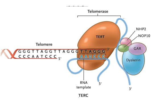Telomerase is activated to maintain the long-term replicative potential in