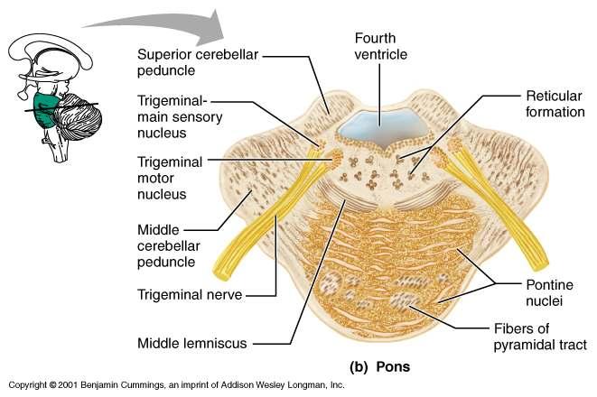 Pons Medulla Oblongata Most inferior part of the brain stem Along with the pons, forms the ventral wall of the fourth ventricle Contains a choroid plexus on the ventral wall of the