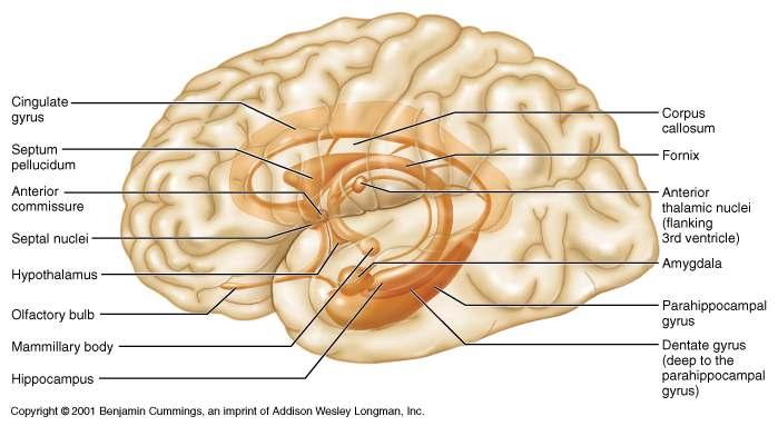 Limbic System Limbic System: Emotion and Cognition The limbic system interacts with the prefrontal lobes, therefore: One can react emotionally to conscious understandings One is consciously aware of