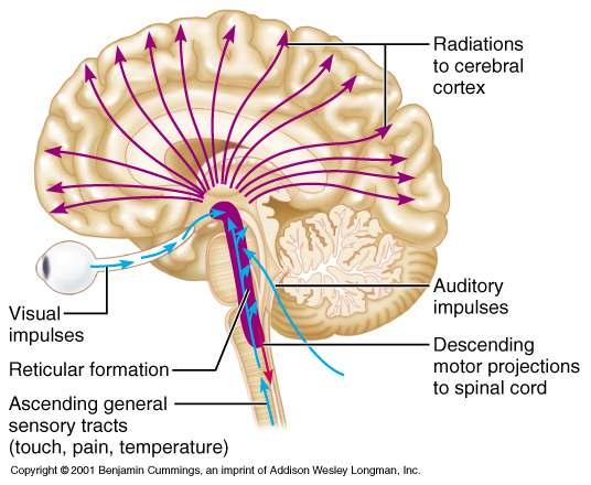 18 80 Reticular Formation Reticular Formation Composed of three broad columns along the length of the brain stem Raphe nuclei Medial (large cell) group Lateral (small cell) group Has far-flung axonal