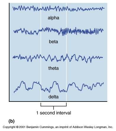 Types of Brain Waves Types of Brain Waves Alpha waves low-amplitude, slow, synchronous waves indicating an idling brain Beta waves rhythmic, more irregular waves occurring during the awake and