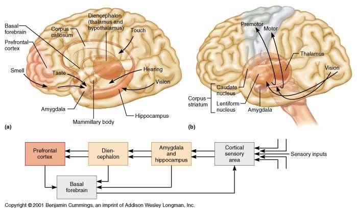 Major Structures Involved with Skill Memory Major Structures Involved with Skill Memory Skills memory involves: Corpus striatum mediates the automatic connections between a stimulus and a motor