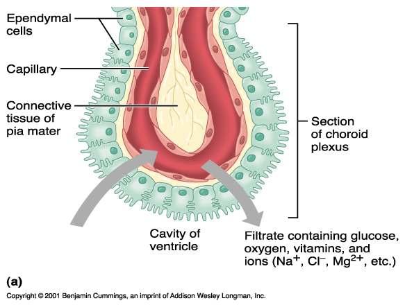 Choroid Plexuses Choroid Plexuses Clusters of capillaries that form tissue fluid filters, which hang from the roof of each ventricle Have ion pumps that allow them to alter ion concentrations of the