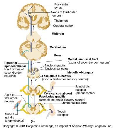 Three Ascending Pathways Specific and Posterior Spinocerebellar Tracts The nonspecific and specific ascending pathways send impulses to the sensory cortex These pathways are responsible for