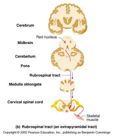 vestibulospinal, reticulospinal, and tectospinal tracts These motor pathways are complex and multisynaptic, and regulate: Axial muscles that maintain balance and posture Muscles controlling coarse