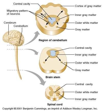Basic Pattern of the Central Nervous System Basic Pattern of the Central Nervous System Spinal Cord Central cavity surrounded by a gray matter core External to which is white matter composed of