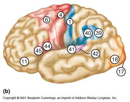 Cerebral Cortex Functional Areas of the Cerebral Cortex The cortex superficial gray matter; accounts for roughly 40% of the mass of the brain It enables sensation, communication, memory,