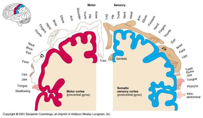 Primary Somatosensory Cortex Somatosensory Association Area Located posterior to the primary somatosensory cortex Integrates sensory information Forms comprehensive understanding of the stimulus