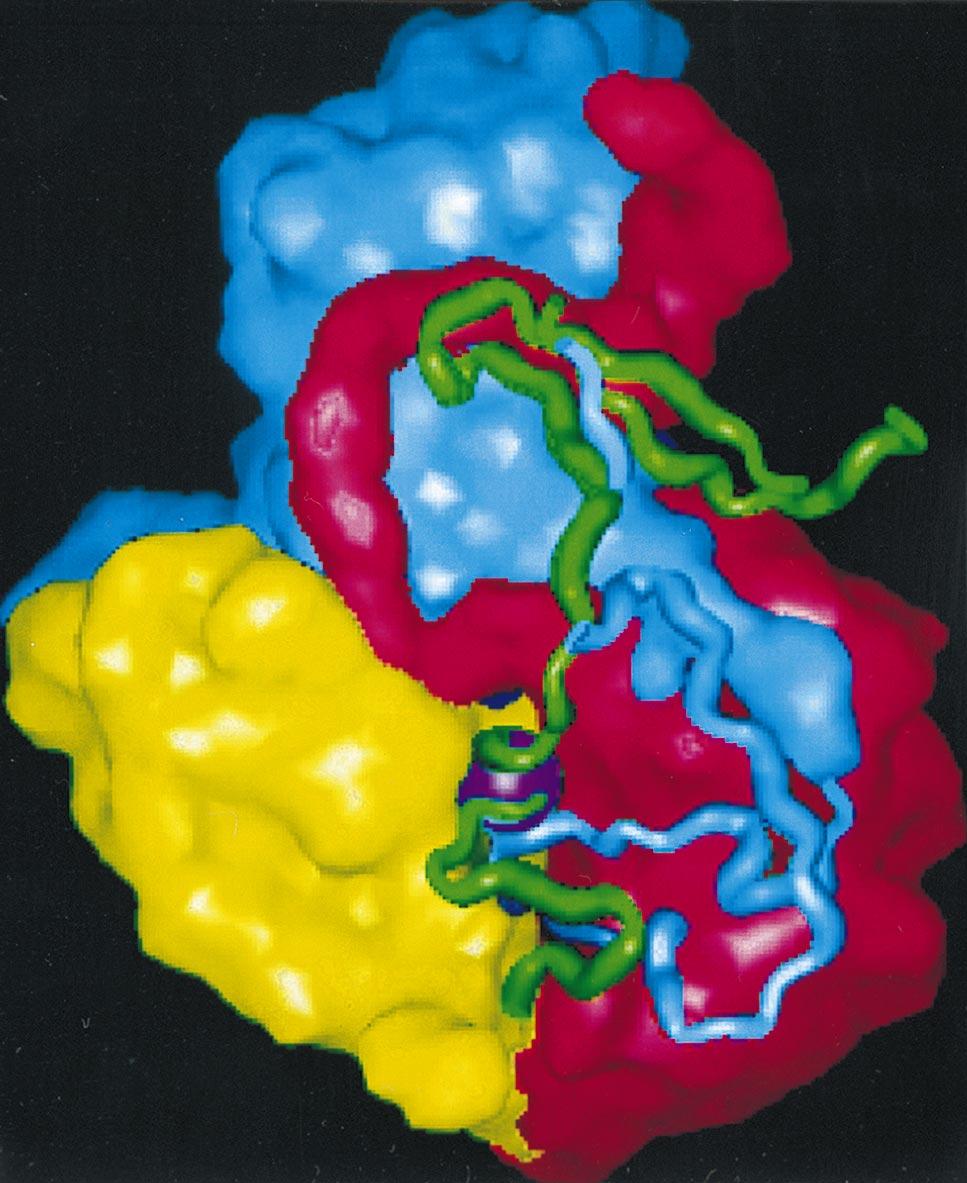 VOL. 72, 1998 NOTES 7555 FIG. 5. View of the poliovirus protomer. The view is from inside the particle looking out.