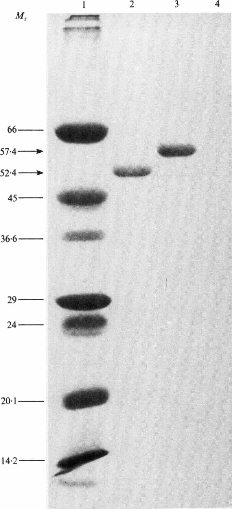 Inactivation of a-i-at by Legionella protease 485 Fig. 2. SDS-PAGE analysis of a-1-at inactivated by reaction with L. pneumophila TDP.