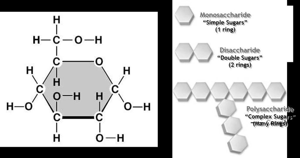 Dehydration Synthesis: Figure 3: Depolymerization via Hydrolysis Hydrolysis: II.