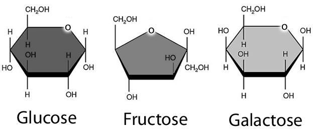 b) Glucose is the most abundant monosaccharide & is thus the major nutrient (energy source) for cells.
