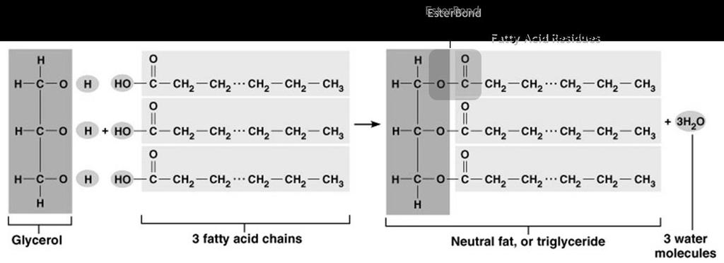 Class II Macromolecules: Lipids Figure 7: Lipids Classes Consist of a diverse array of molecules including fats, phospholipids, steroids, & waxes.