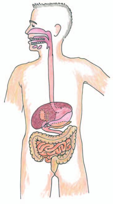 Digestion, an Absorbing Tale Activity 15 Reading Food Breakdown Take a moment to look at the diagram of the digestive system below.