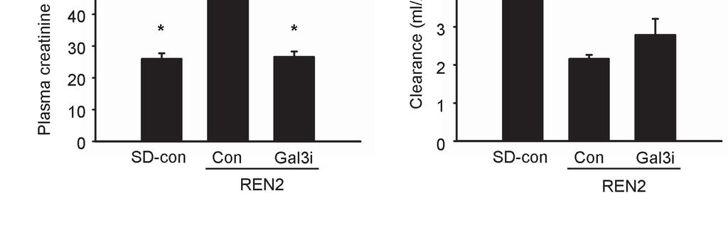 Pharmacological Inhibition of Galectin-3 Protects Against Hypertensive Nephropathy Characteristics of REN2 rats REN2 rats developed severe hypertension (>200mmHg) at 6 weeks of age; SBP was