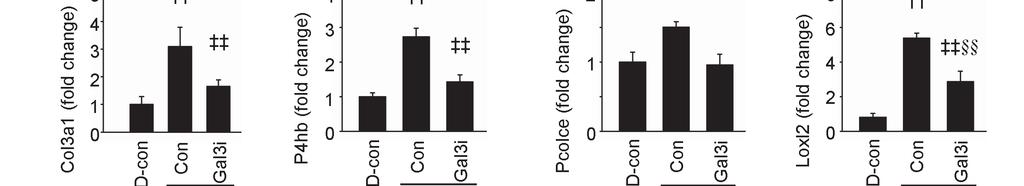 Chapter 4 protein expression was highest in macrophages. Galectin-3 protein expression was also clearly detectable in fibroblast, but was not detectable in cardiomyocytes (Supplemental figure S5).