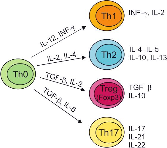 Figure 1: Different subsets of CD4 + T helper cells Specific cytokines direct the differentiation of progenitor T cells (Th0) into functionally distinct T cell subsets.