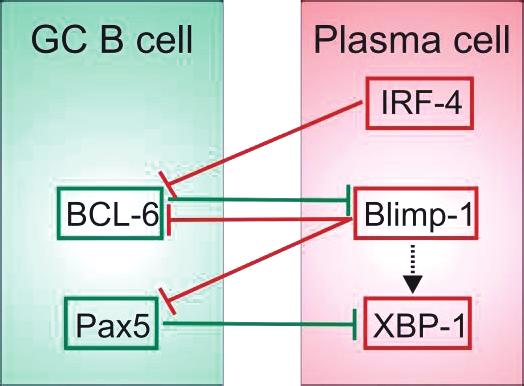 Both these genes must be downregulated to allow terminal plasmacytic differentiation, and the mutual repression of Blimp-1 and BCL-6 forms a feedback loop enforcing irreversible differentiation