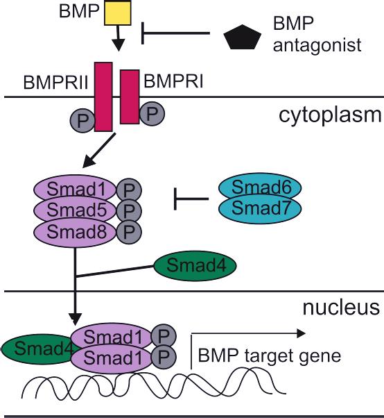 transphosphorylation via type II receptor to be activated. The activated type I receptor will phosphorylate the receptor-regulated Smads (R-Smads): Smad1, Smad5 and Smad8.