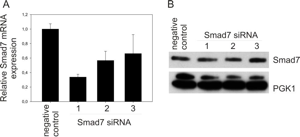 retroviral transduction with Smad7 shrna is needed to explore the role of Smad7 in B-cell lymphoma. Figure 9. Smad7 sirnas reduced Smad7 mrna expression, but not protein expression.