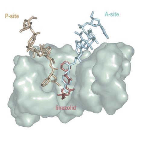 LINEZOLID MECHANISM OF ACTION Bacteriostatic activity by protein synthesis inhibition Reversibly binds and blocks the ribosomal the A site in the peptidyl transferase center (PTC)