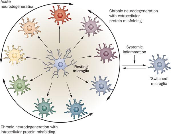 Microglia dynamically changes phenotype and functions depending
