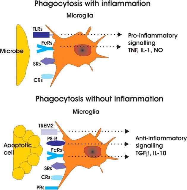Microglial plays a key role in CNS