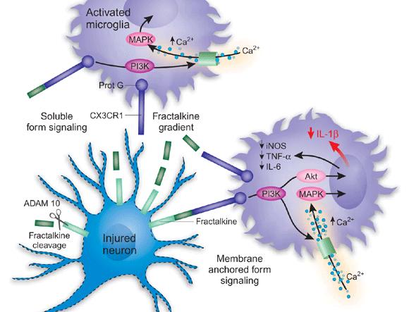 CX3CL1 expressed by neurons modulates the activity of CX3CR1-positive microglia The disruption of