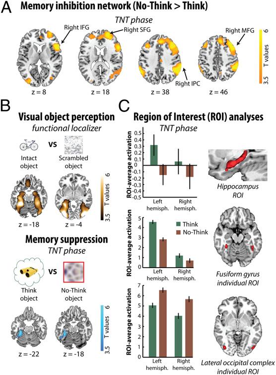 Results Suppression of Memory Impairs Later Perception. Participants took less time to identify studied objects [Mean (M) = 2,276 ms] than they did unprimed objects (M = 2,482 ms) [t(23) = 7.2, P < 0.