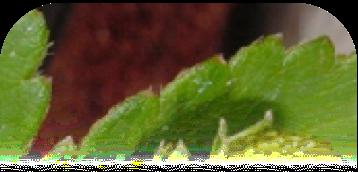cotyledons Seed coat