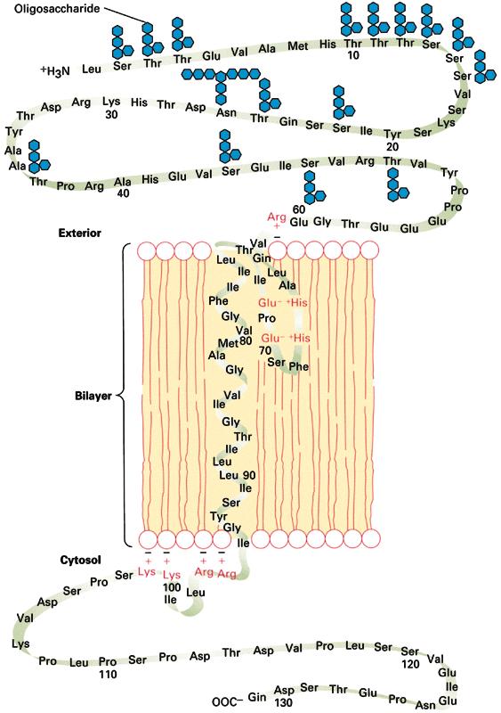 Integral Transmembrane Protein: Asymmetry in amino acids gives the two