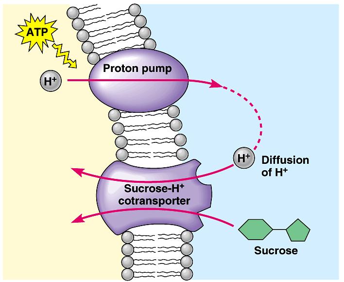 In cotransport, a membrane protein couples the