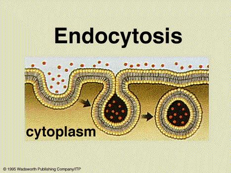 Endocytosis - a cell brings in macromolecules and particulate matter by forming