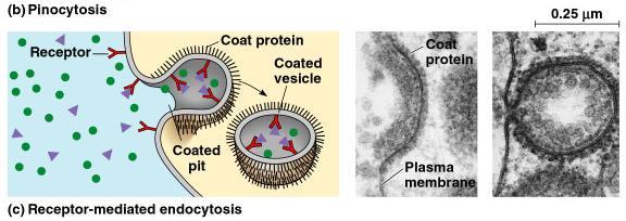 Receptor-mediated endocytosis is very specific in what substances are being transported.