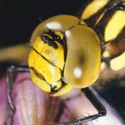 Hemiptera) Head shape: Extreme effect of