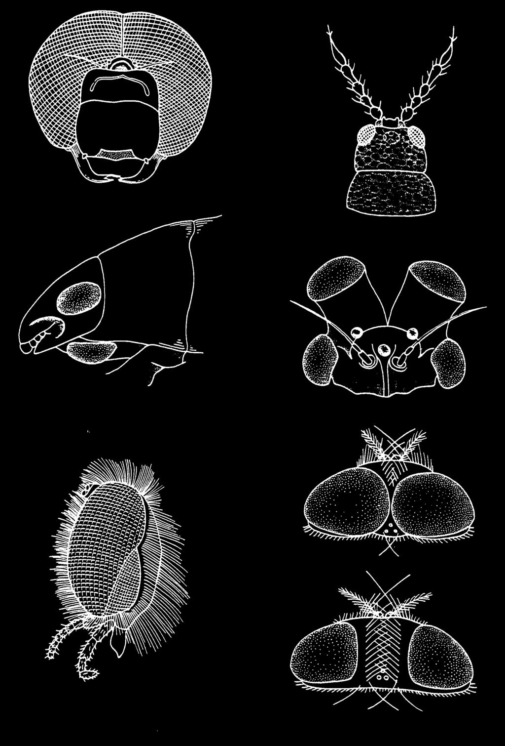 dimorphism: Male and female Drosophila (Diptera) Simple eyes: Stemmata and Dorsal Ocelli Stemmata and