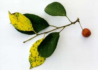 Objectives: Development of a artificial leaf spot test Description of rating scales Evaluation of cherry genotypes and cherry