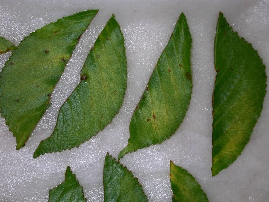 infection rate on the leaves Use of