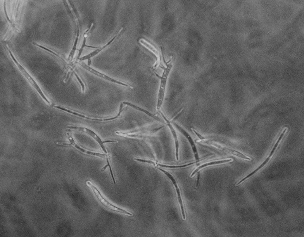 Germination test of conidia - Dry stored infected