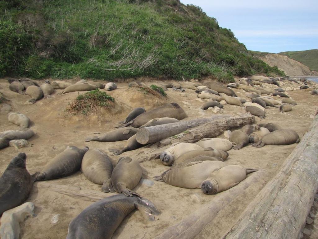 2013 Northern Elephant Seal Season Summary March 8, 2013 This has been another great breeding season for northern elephant seals at Point Reyes!