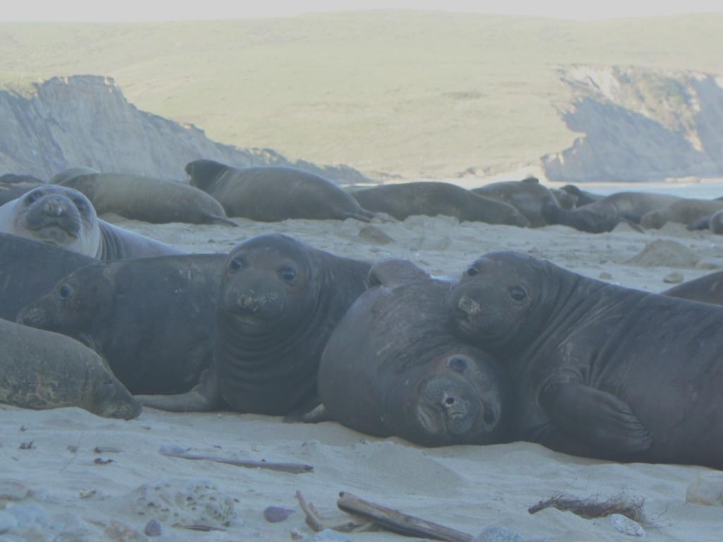 No. Weaned Pups NORTHERN ELEPHANT SEALS at POINT REYES NATIONAL SEASHORE Weaned Pup Counts at Drakes Beach 400 350 300 250 Weaned Pups 2012 Weaned