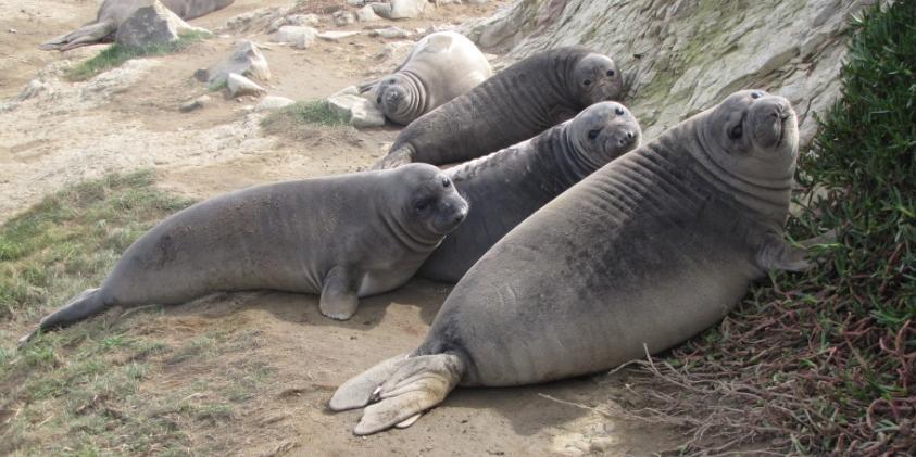 2013 Northern Elephant Seal Season Summary During this week s survey, researchers counted 723 weaned pups at the Seashore!