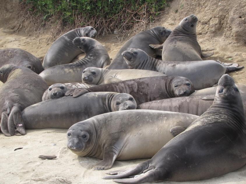 Researchers have tagged ~300 weaned pups at Point Reyes this season!