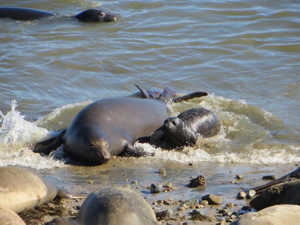 2013 Northern Elephant Seal Season Summary This season was mild without any major winter storms that often cause high mortality for young pups that cannot swim in rough swells.