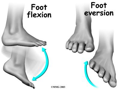 This guide will help you understand how peroneal tendon subluxation happens how doctors diagnose the condition what can be done to treat this problem The tendons of