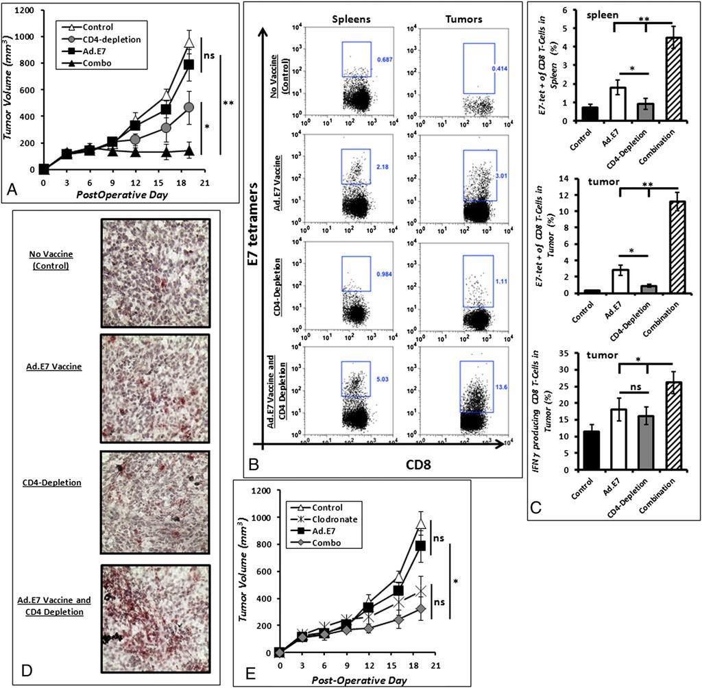Fig. 6. Elimination of Tregs and macrophages restores adjuvant vaccine efficacy. (A) The growth of recurrent TC1 tumors was decreased significantly in mice that were randomized to Ad.